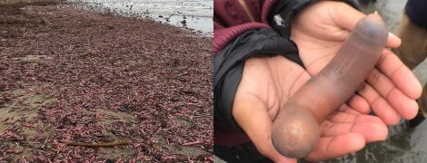В Калифорнии на берег выбросило тысячи похожих на половой орган червей. Юзеры делятся снимками