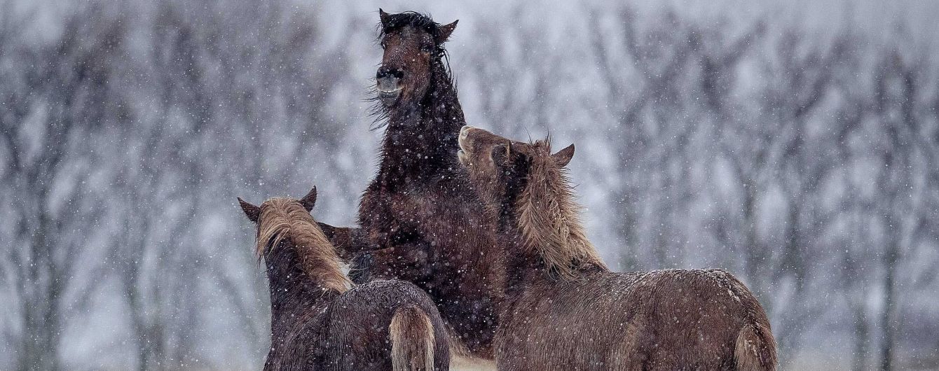 Одесские патрульные нашли на дороге лошадей, которые сбежали со двора