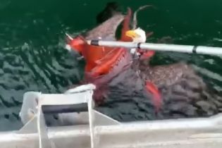 Соцмережі "підірвало" відео, як величезний орел уполював восьминога і ледь не втопився
