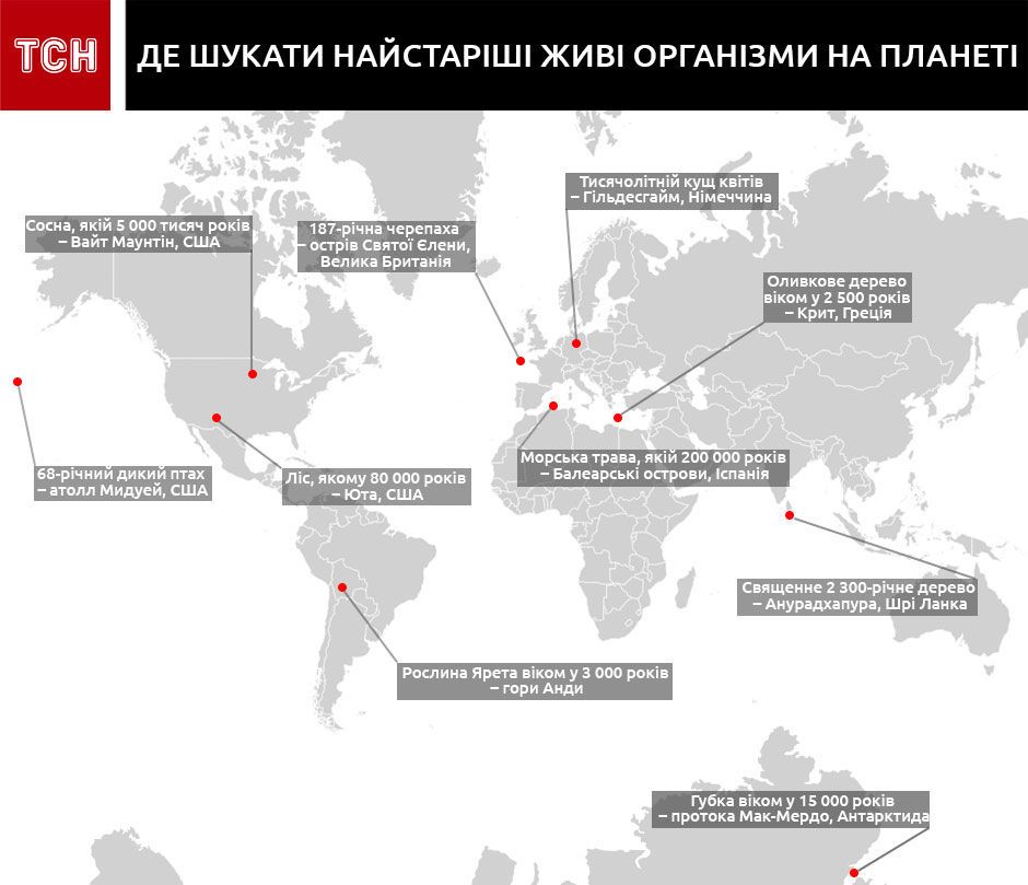 Найстаріші живі організми інфографіка