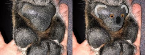 Юзеры заметили силуэты коал на собачьих лапах.и массово показывают снимки