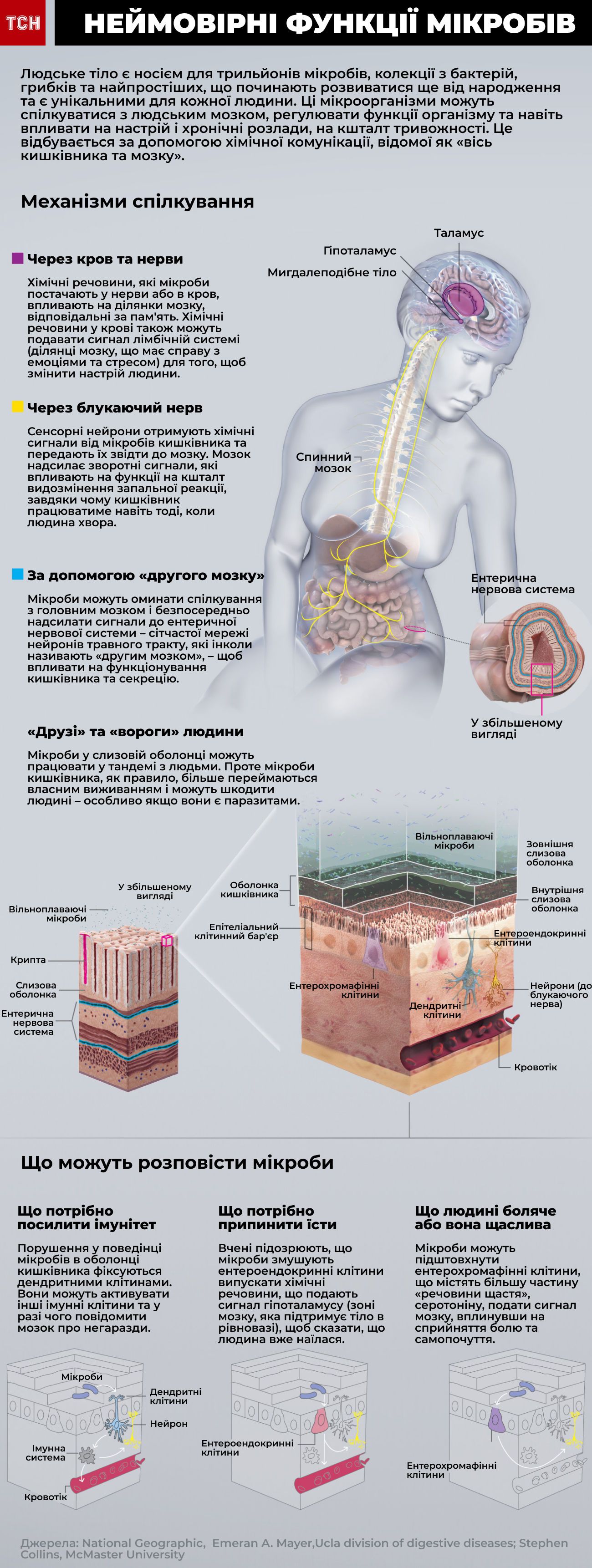 мікроби функції