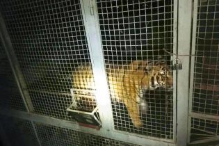 У Києві на острові Жуків знайшли шістьох тигрів, покинутих напризволяще