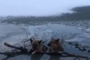 В Хмельницком две овчарки провалились в прорубь под лед