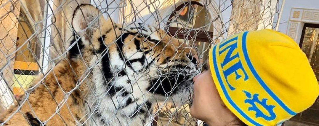 Брошенным под Киевом тиграм нашли новые дома