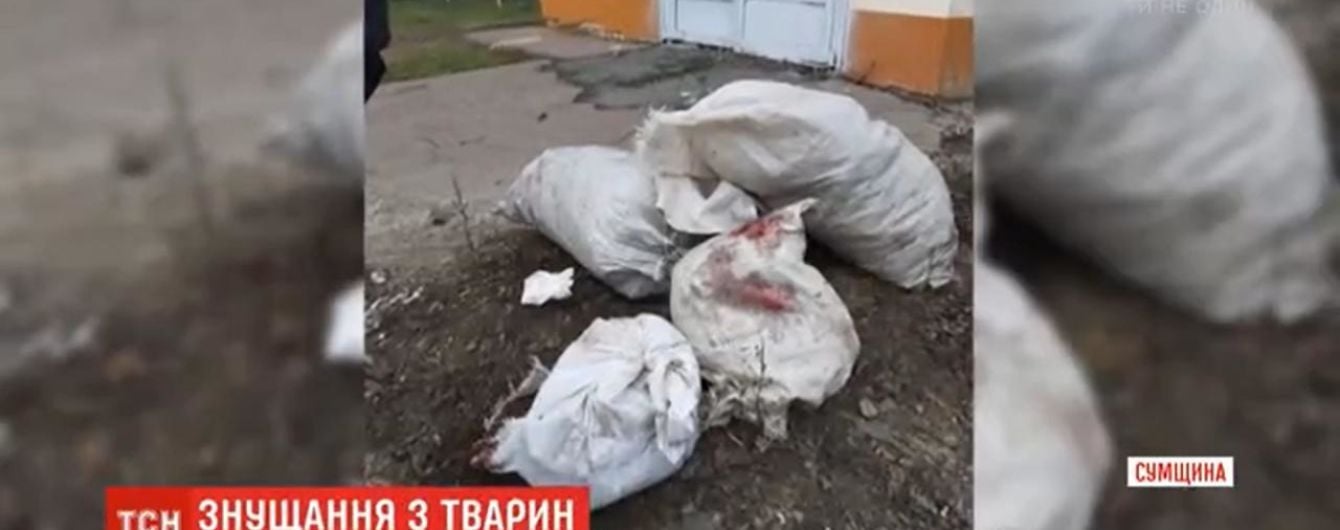 В Шостке нашли несколько мешков и пакетов с убитыми котами и собаками