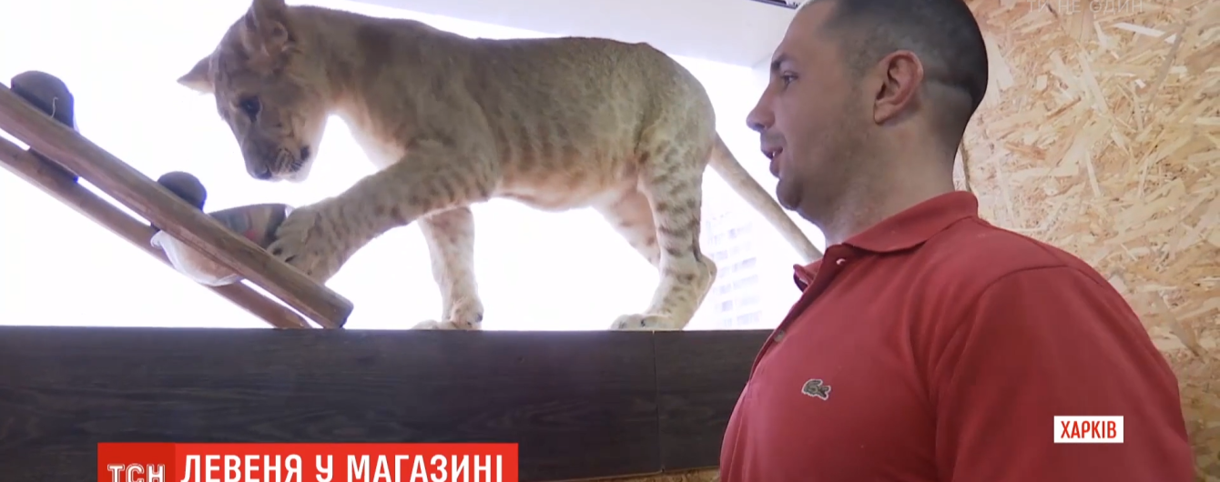 "Любит деток и обниматься". Харьковским торговым центром бегал львенок, который забавлялся с посетителями