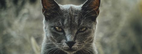 Безжальні та непомірні вбивці: у посиленні лиха охопленої вогнем Австралії звинуватили котів