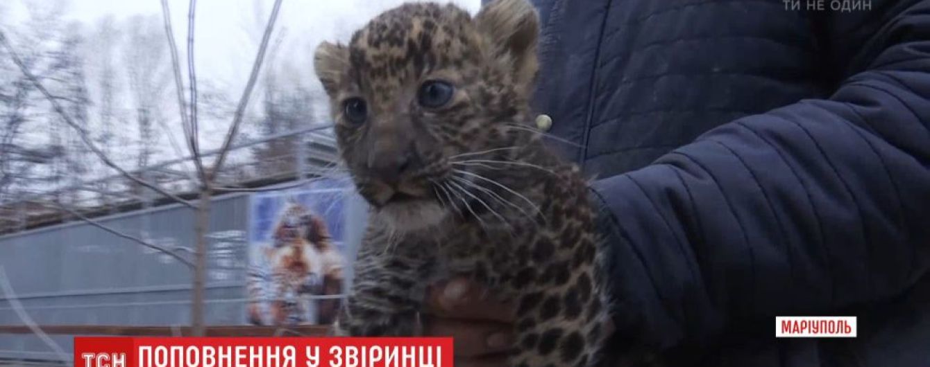 У Маріупольському зоопарку уперше показали новонароджених леопарденят