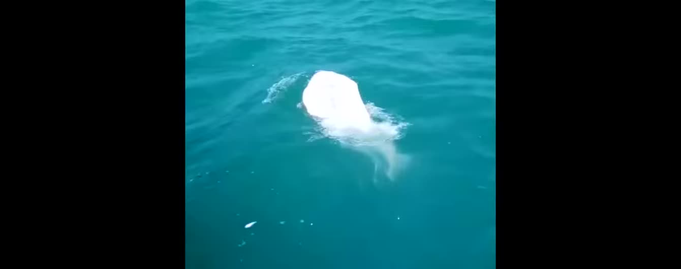 В Таиланде рыбаки засняли на видео редких дельфинов-альбиносов