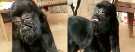 В Индии родился козленок с печальной мордой, которая похожа на человеческое лицо