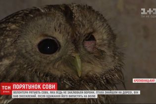 В Кропивницком спасли совенка, которого чуть не убила стая ворон