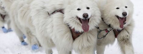 В Чехии проходят традиционные гонки в собачьих упряжках