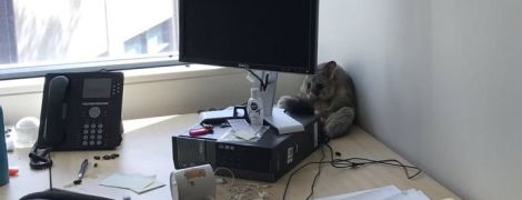 Сеть шутит об австралийском поссуме-дебошире, который разгромил офис и уселся в углу