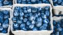 Самая дорогая в мире ягода: как в Украине выращивают голубику и когда она подешевеет