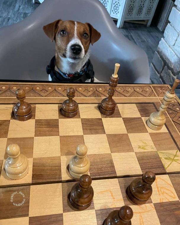 Пес Патрон / © Instagram пса Патрона