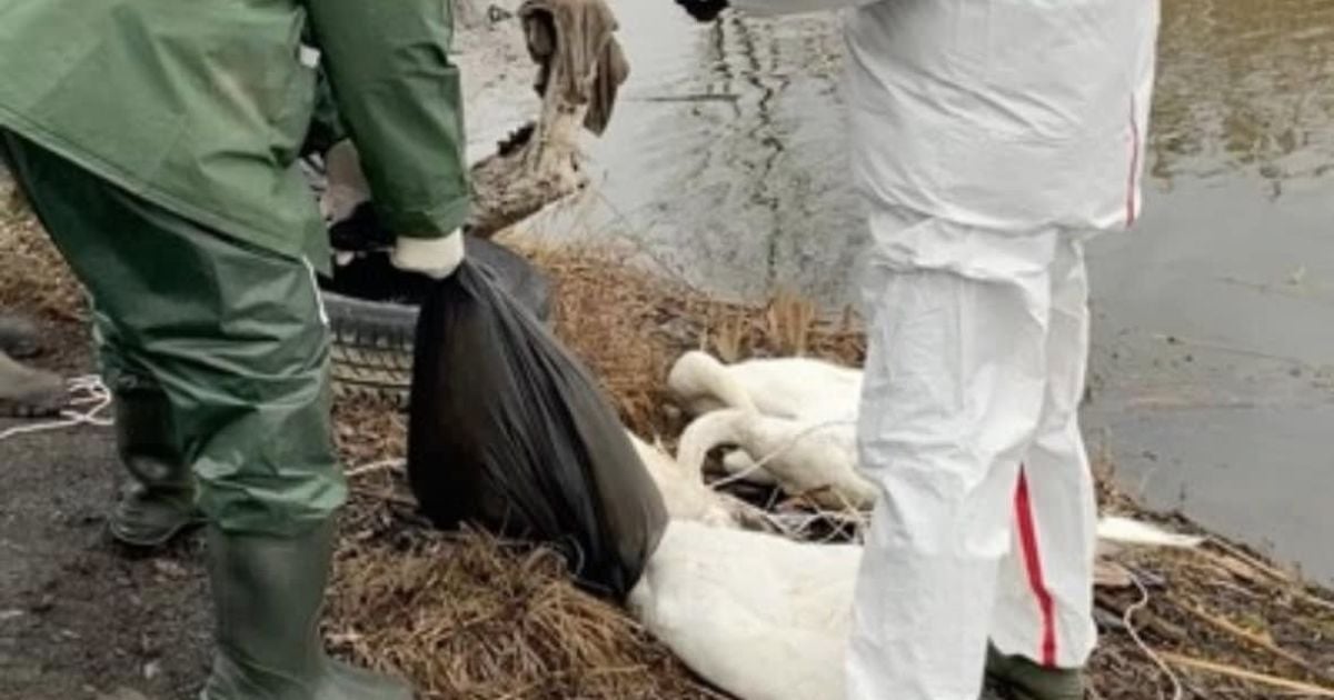 Мертві лебеді в заплаві річки Західний Буг