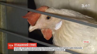 В Польше более 100 тысяч птиц погибли от опасного вируса