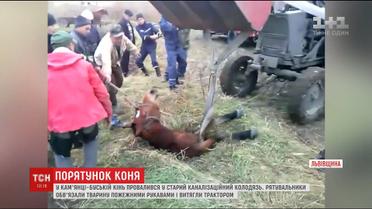 На Львівщині трактором витягували коня, який провалився у каналізаційний люк