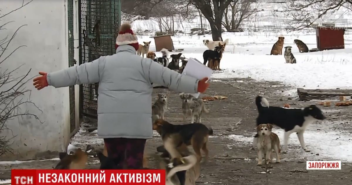 В Бердянске с бранью и проклятиями разбили авто коммунальщиков, которые отлавливали собак для приюта