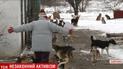 У Бердянську з лайкою і прокльонами розтрощили авто комунальників, які відловлювали собак для притулку