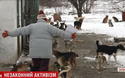 В Бердянске с бранью и проклятиями разбили авто коммунальщиков, которые отлавливали собак для приюта