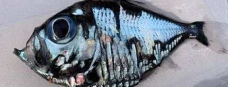 Будто Пикассо рисовал. Житель Японии поймал странную рыбу с голубой чешуей