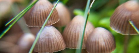Как похожие на ЛСД грибы влияют на настроение и страх смерти: ученые раскрыли детали