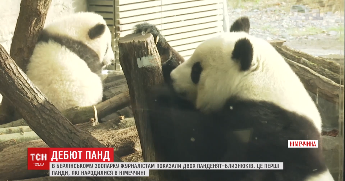 Момент восхищения. В Берлинском зоопарке впервые показали детенышей панд-близнецов