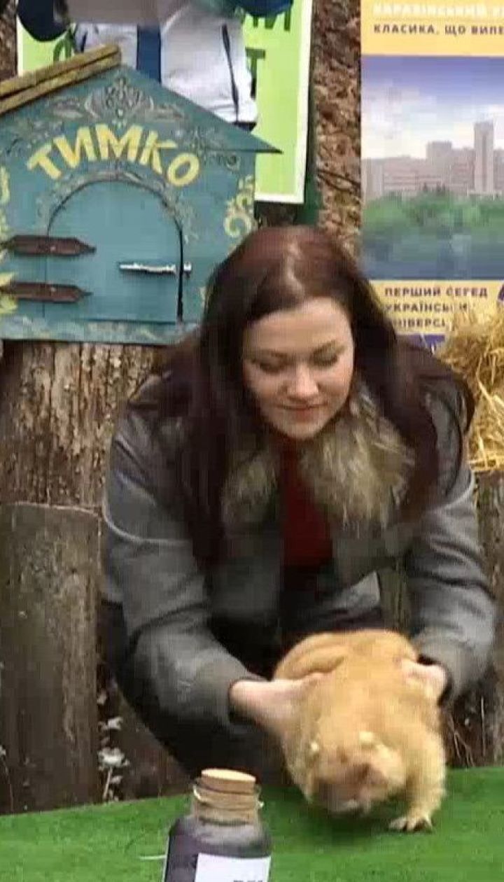 Харьковский сурок Тимка предсказал раннюю весну