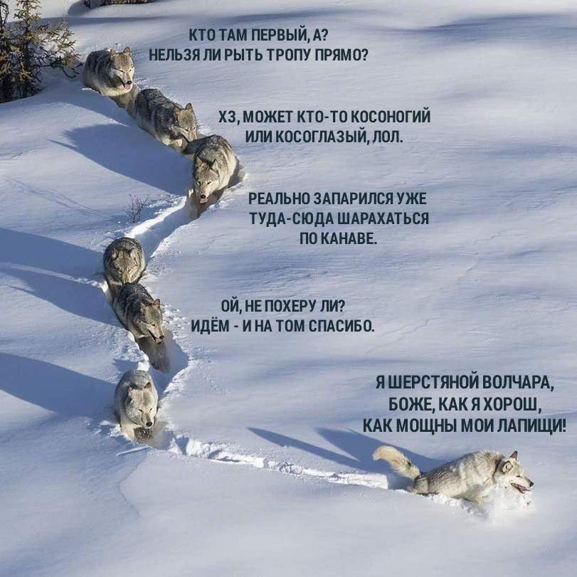мем про вовка