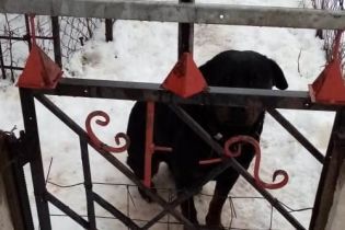 В Харьковской области ротвейлер до смерти загрыз 4-летнего ребенка