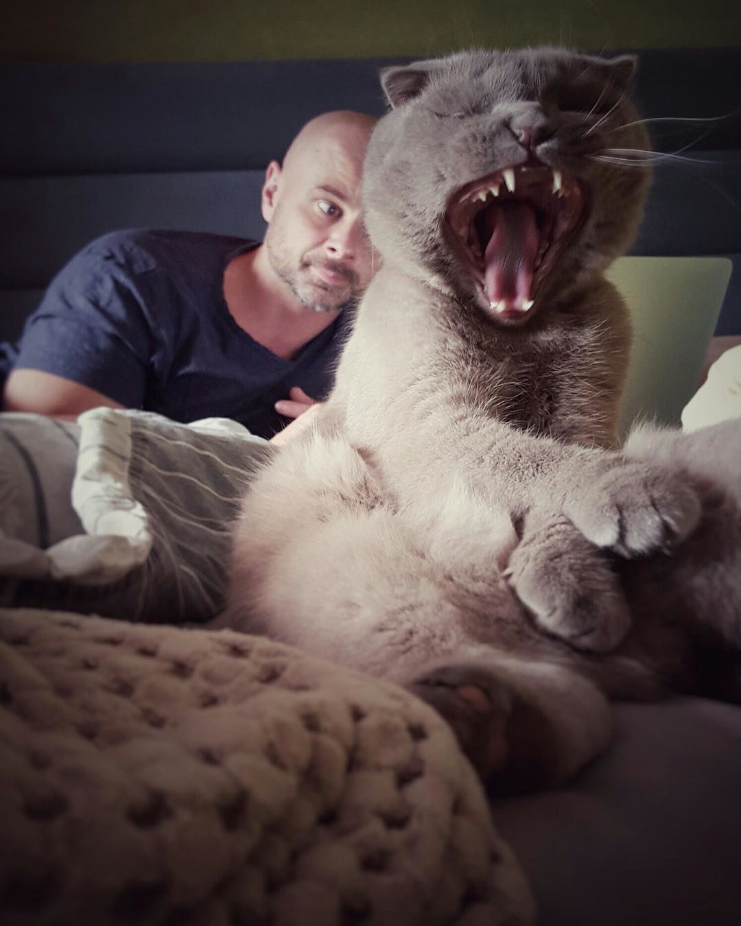 Зіркові коти_3