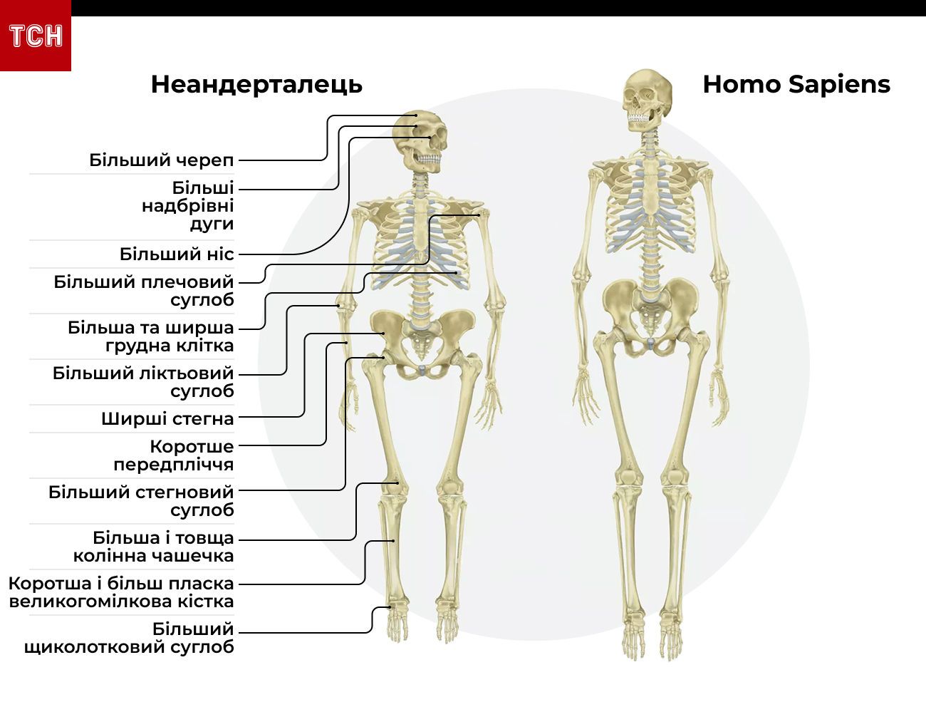 чим неандертальці відрізняються від Homo Sapiens інфографіка