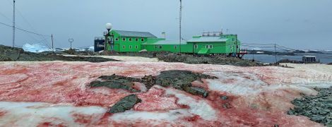 Украинскую антарктическую станцию окружил малиновый снег: как это выглядит и в чем "разгадка"