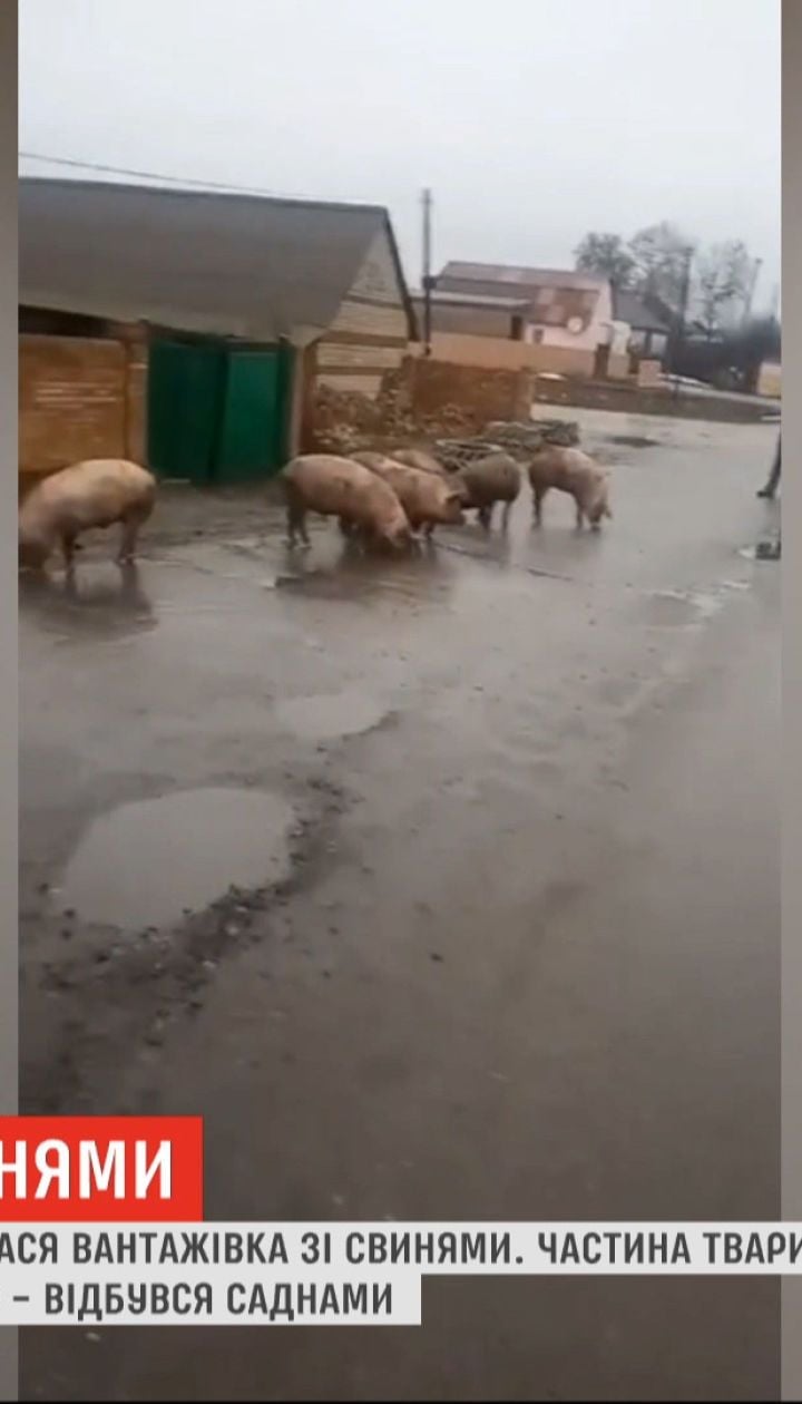Грузовик со свиньями перевернулся под Харьковом