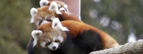 Учені дізналися, що червоні панди бувають двох видів