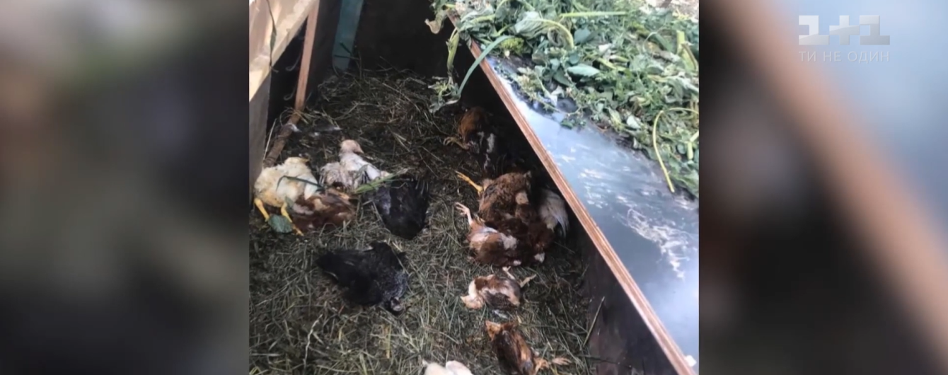 В Ровенской области неизвестный зверь проник на хозяйство и отгрыз курам головы