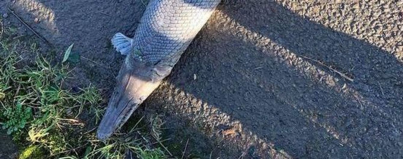 У Великій Британії на берег річки викинуло схожу на рибу і крокодила істоту