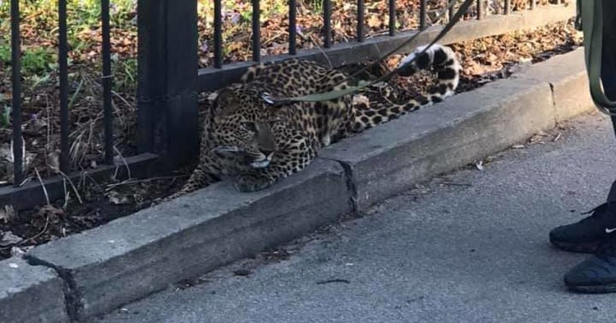 У Києві зафільмували хлопця, який на повідку вигулює леопарда