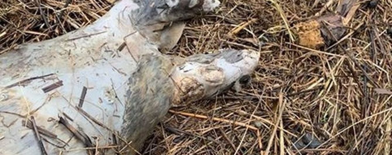 У Великій Британії жінка натрапила на загадкову істоту без голови