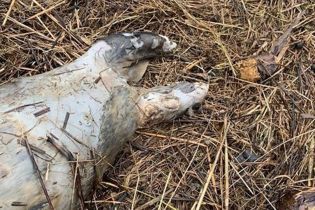 У Великій Британії жінка натрапила на загадкову істоту без голови