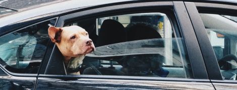 На месте водителя сидел питбуль. В США полицейские после погони задержали мужчину, который "учил собаку водить машину"