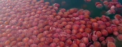 Пока туристы на карантине, прибрежные воды пляжей на Филиппинах заполонили томатные медузы