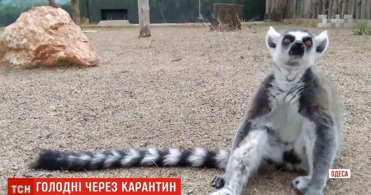 Повлиял карантин: в Одесском биопарке голодают животные