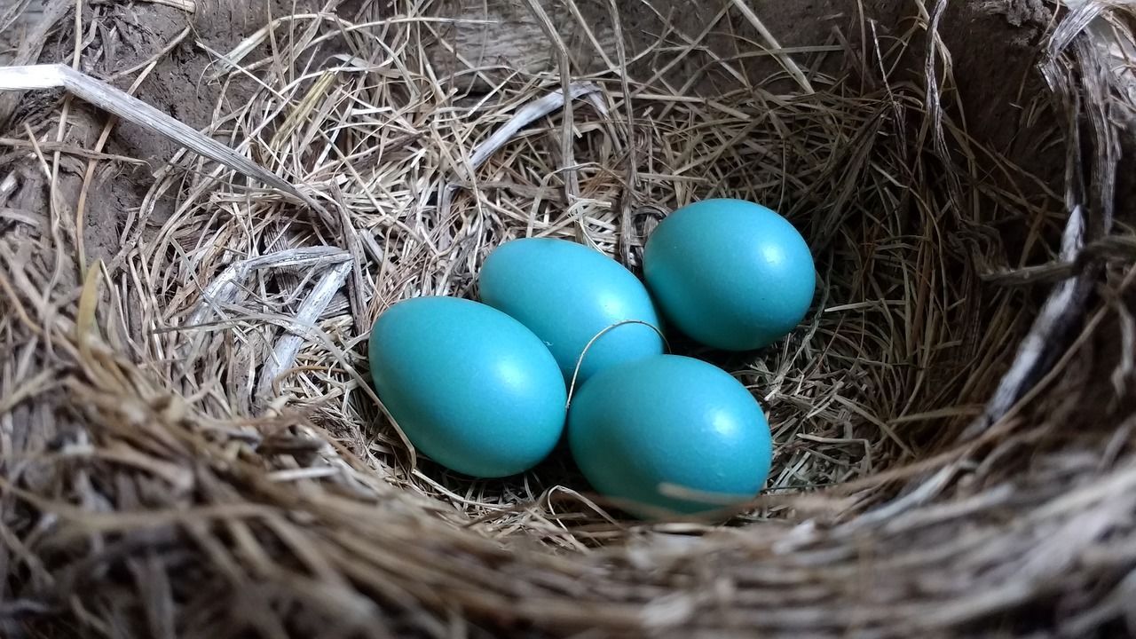 Яйця Робін, гніздо