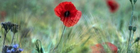 Волшебный букет: 7 украинских растений-оберегов