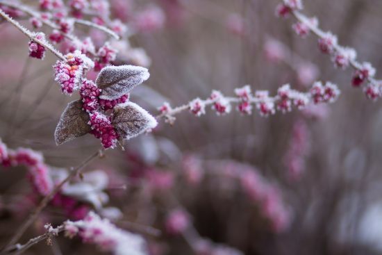У Сумах випав сніг, а заморозки пошкодили зав'язки плодів: врожай опинився під загрозою