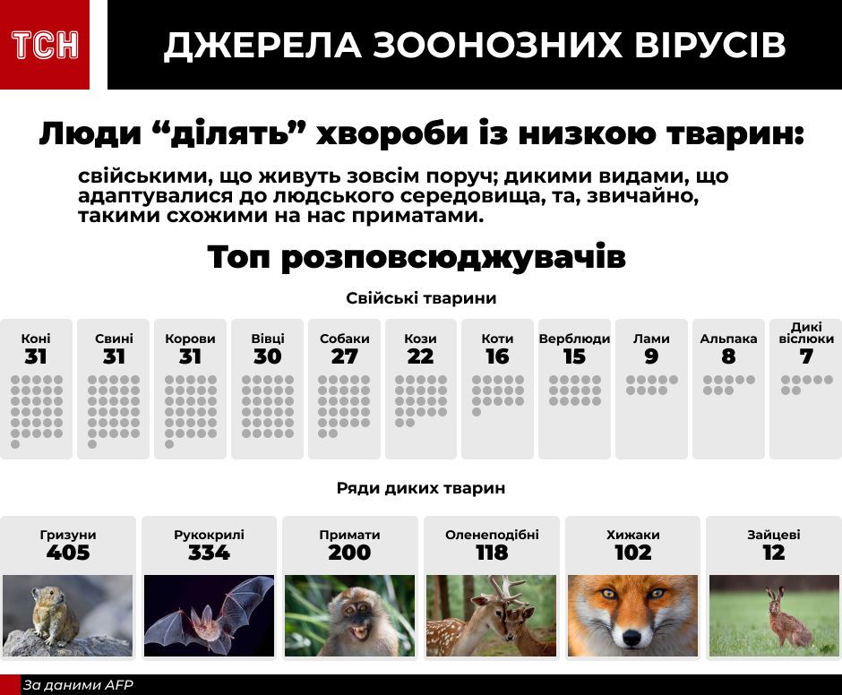 Тварини і віруси інфографіка