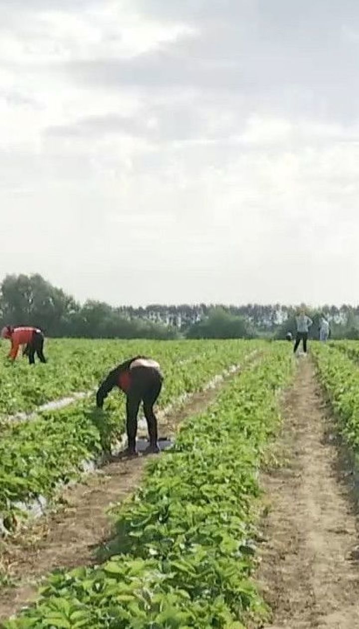 Несмотря на карантин украинцы полетели чартерными рейсами на заработки в Финляндию